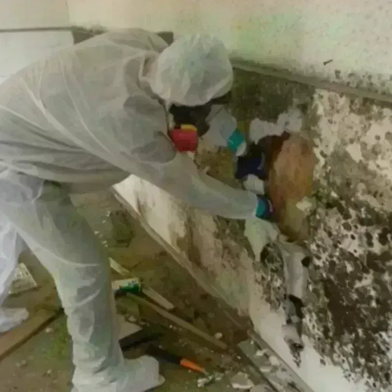 Mold Remediation and Removal in Markham, IL